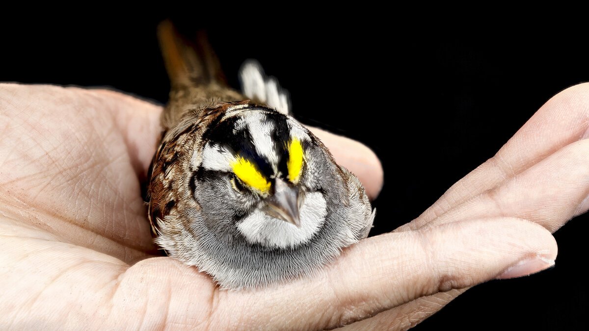 A White-throated Sparrow recovered after striking a building in Washington D.C.