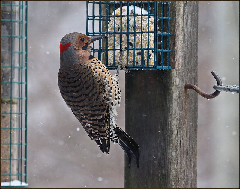 Northern Flicker clinging to a suet cage feeder in falling snow