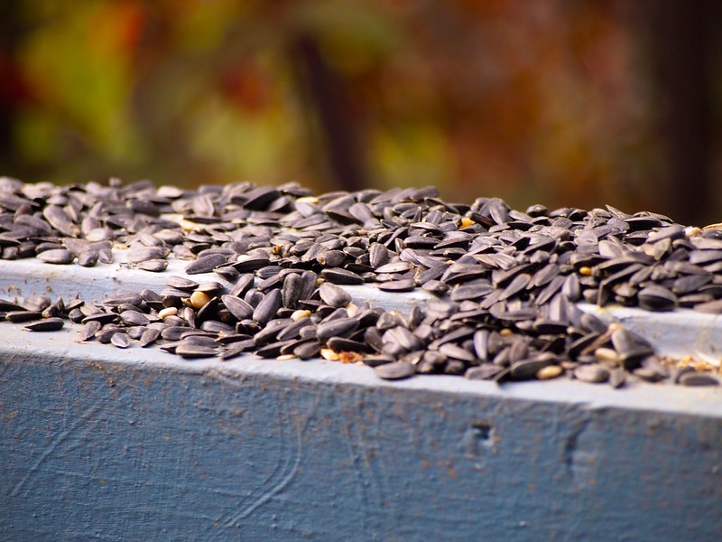 Black-oil sunflower seeds piled on a feeder ledge