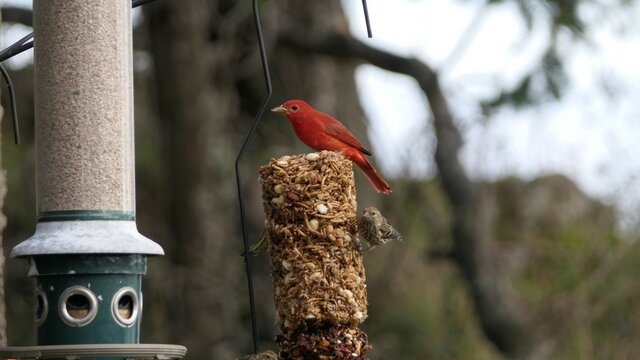 Summer Tanager perched on a seed feeder