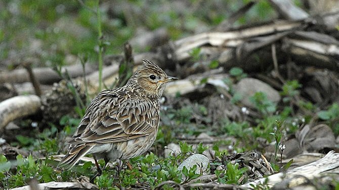 Skylark photographed by Mike Yip