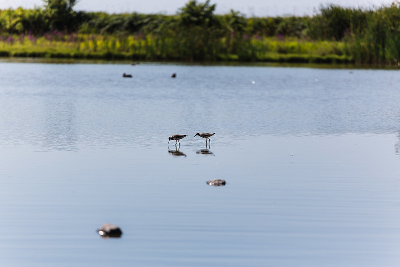 Reifel Bird Sanctuary