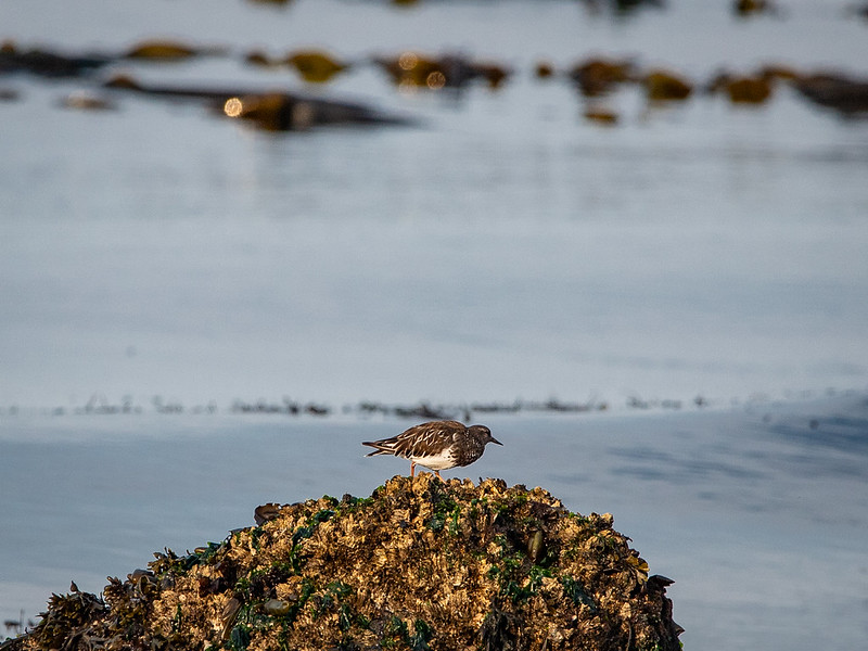 Black Turnstone