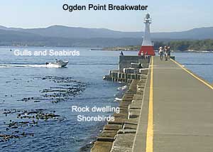 Ogden Point Breakwater
