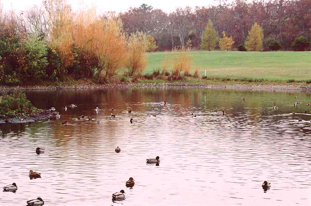King's Pond