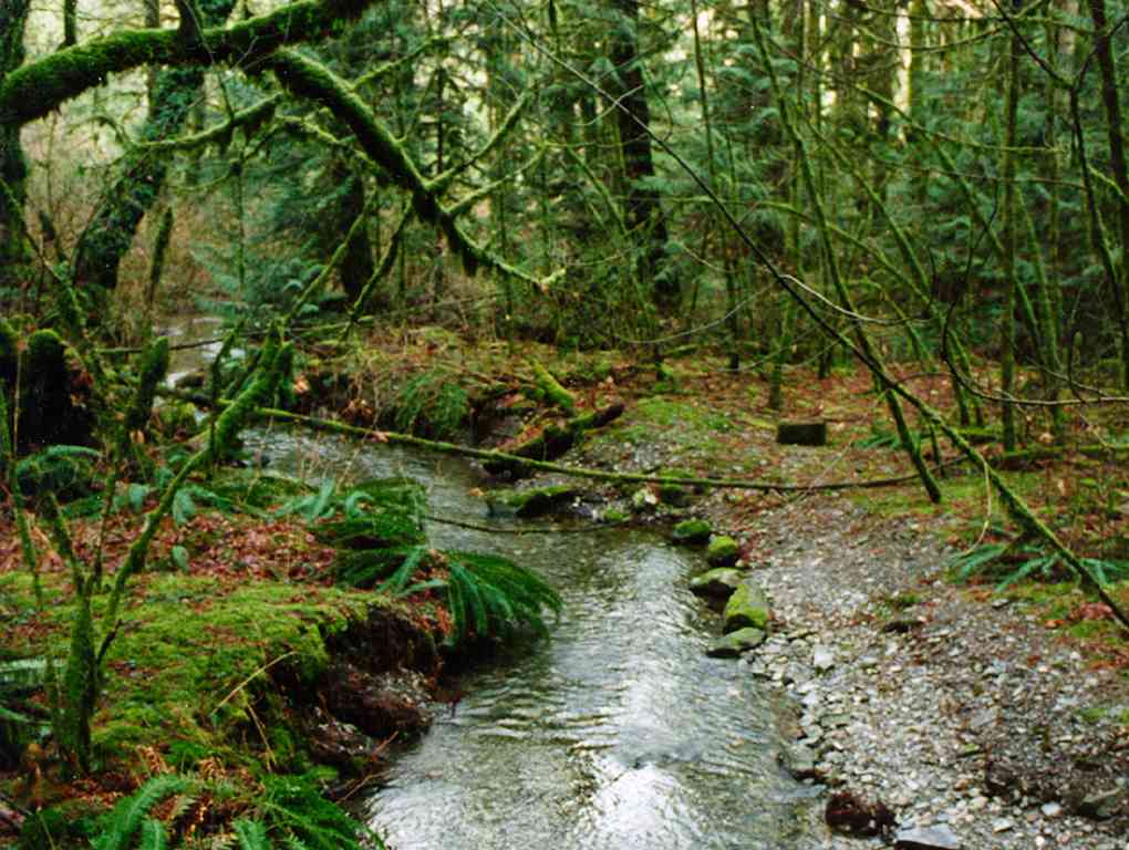 King's forest